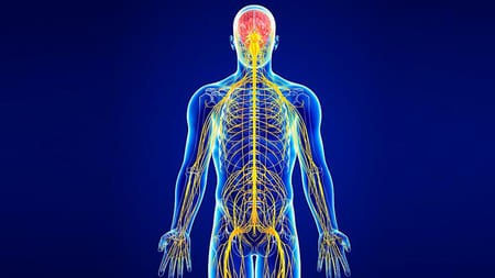 How to Keep Your Nervous System Calm and Balanced Every Day